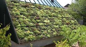 Wildfire resistant green roof
